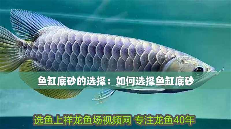 魚缸底砂的選擇：如何選擇魚缸底砂