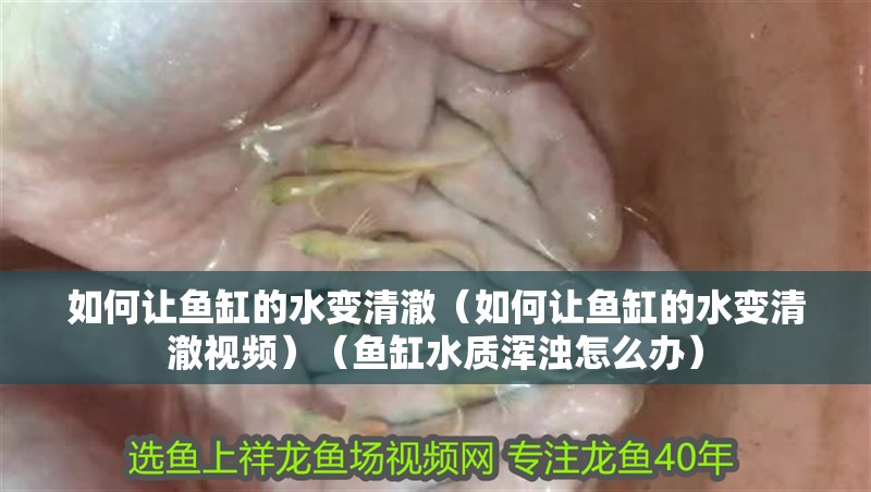 如何讓魚缸的水變清澈（如何讓魚缸的水變清澈視頻）（魚缸水質渾濁怎么辦）