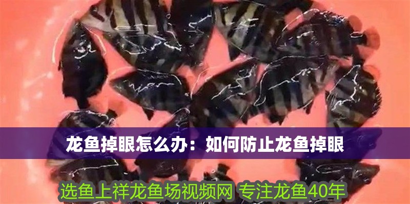 龍魚掉眼怎么辦：如何防止龍魚掉眼