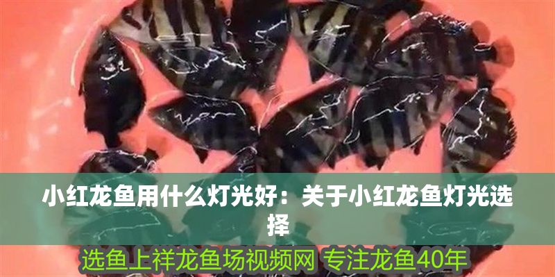 小紅龍魚用什么燈光好：關于小紅龍魚燈光選擇