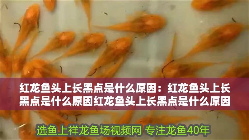 紅龍魚頭上長黑點是什么原因：紅龍魚頭上長黑點是什么原因紅龍魚頭上長黑點是什么原因