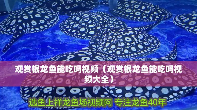觀賞銀龍魚能吃嗎視頻（觀賞銀龍魚能吃嗎視頻大全）