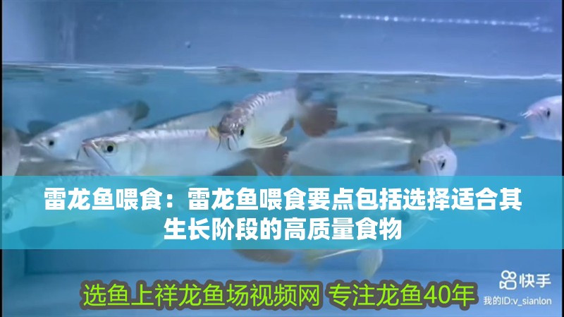 雷龍魚喂食：雷龍魚喂食要點包括選擇適合其生長階段的高質量食物