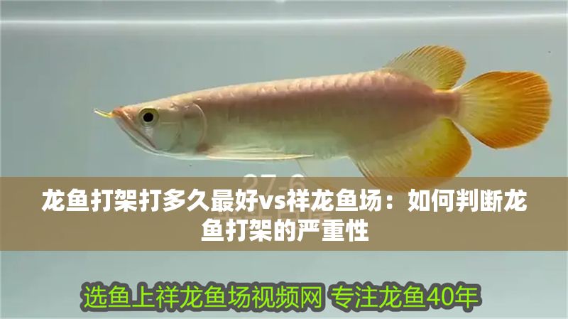 龍魚打架打多久最好vs祥龍魚場：如何判斷龍魚打架的嚴重性