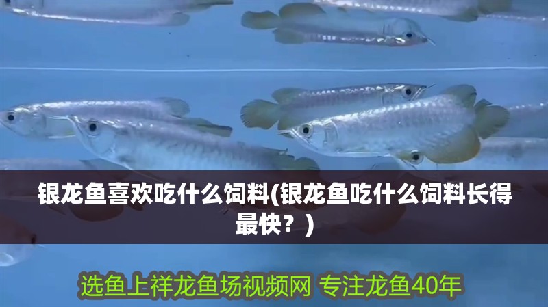 銀龍魚(yú)喜歡吃什么飼料(銀龍魚(yú)吃什么飼料長(zhǎng)得最快？)