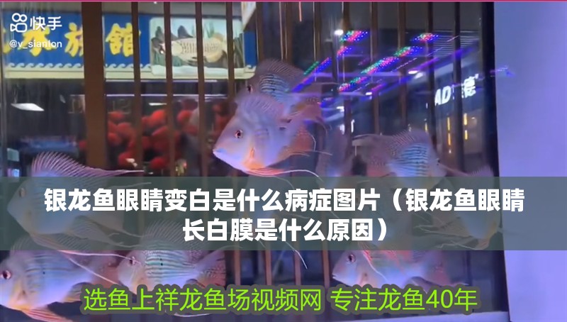 銀龍魚眼睛變白是什么病癥圖片（銀龍魚眼睛長白膜是什么原因）