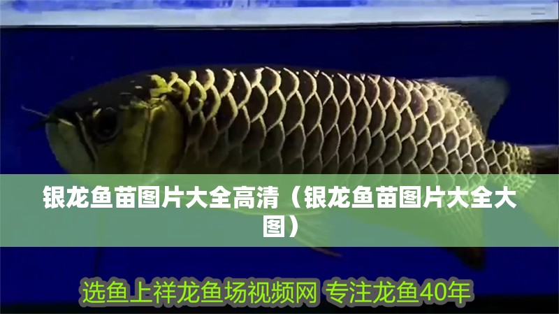 銀龍魚苗圖片大全高清（銀龍魚苗圖片大全大圖）