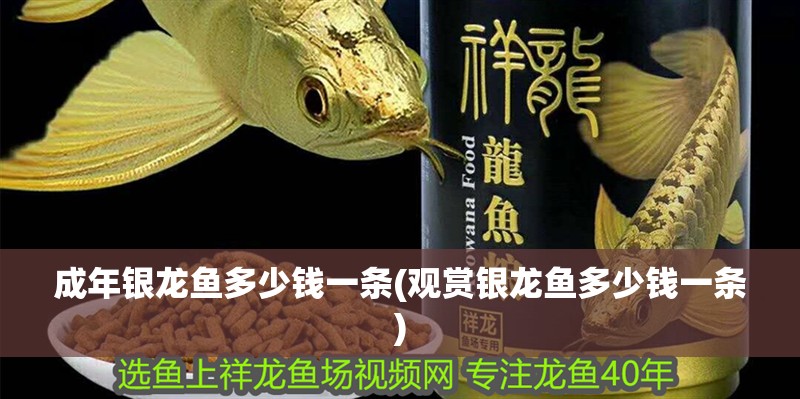 成年銀龍魚多少錢一條(觀賞銀龍魚多少錢一條)