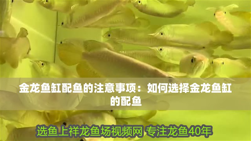 金龍魚缸配魚的注意事項：如何選擇金龍魚缸的配魚