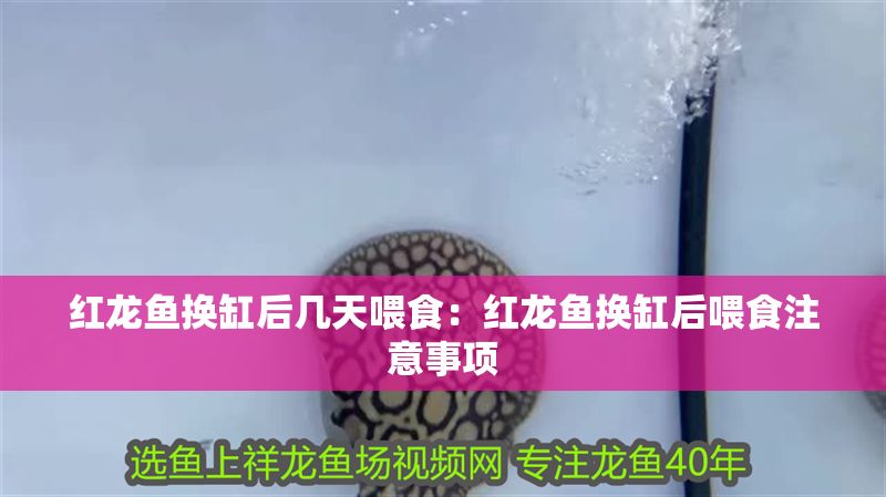 紅龍魚換缸后幾天喂食：紅龍魚換缸后喂食注意事項