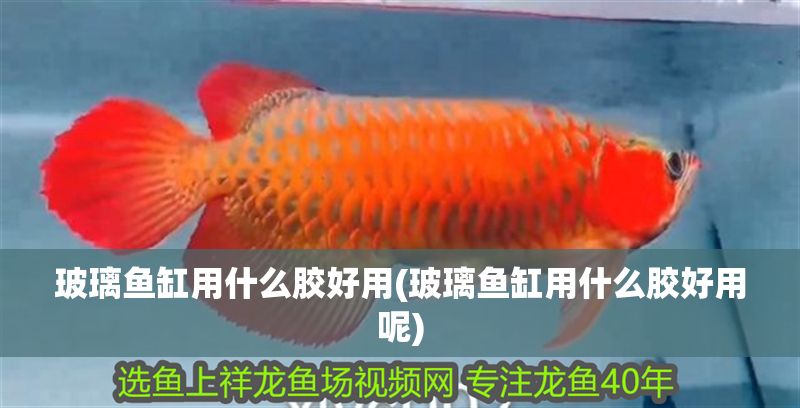 玻璃魚缸用什么膠好用(玻璃魚缸用什么膠好用呢)