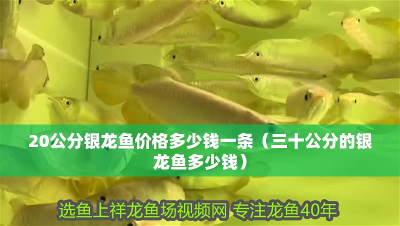 魚缸用增氧泵價格是多少:魚缸增氧機-xtrac增氧機-xtrac增氧機 20公分銀龍魚價格多少錢一條(三十公分的銀龍魚多少錢) 銀龍魚百科 20公分銀龍魚價格多少錢一條(三十公分的銀龍魚多少錢) 20公分銀龍魚價格多少錢一條(三十公分的銀龍魚多少錢) 銀龍魚百科