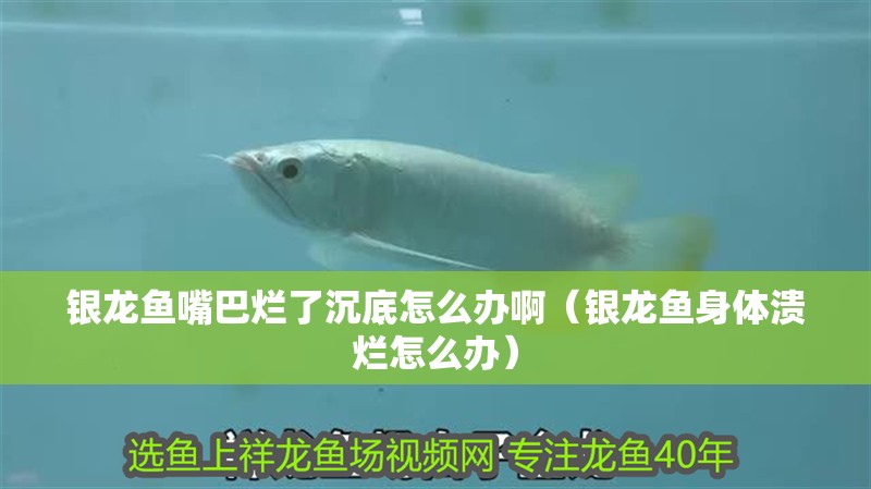 銀龍魚嘴巴爛了沉底怎么辦啊（銀龍魚身體潰爛怎么辦）