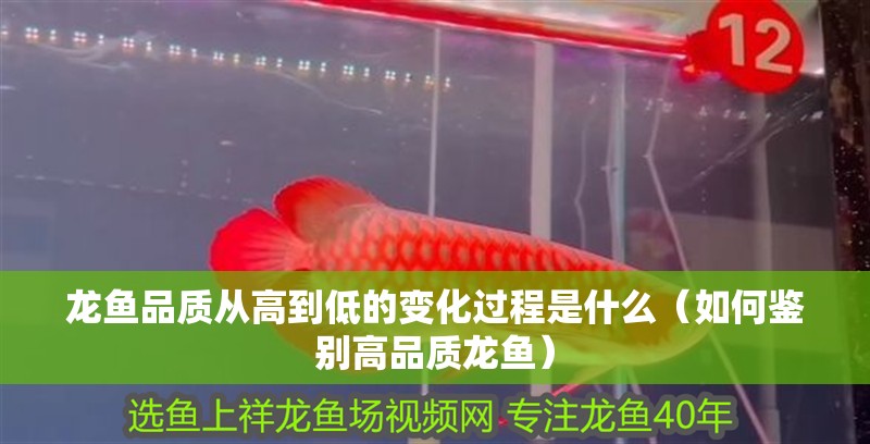 龍魚品質(zhì)從高到低的變化過程是什么（如何鑒別高品質(zhì)龍魚）