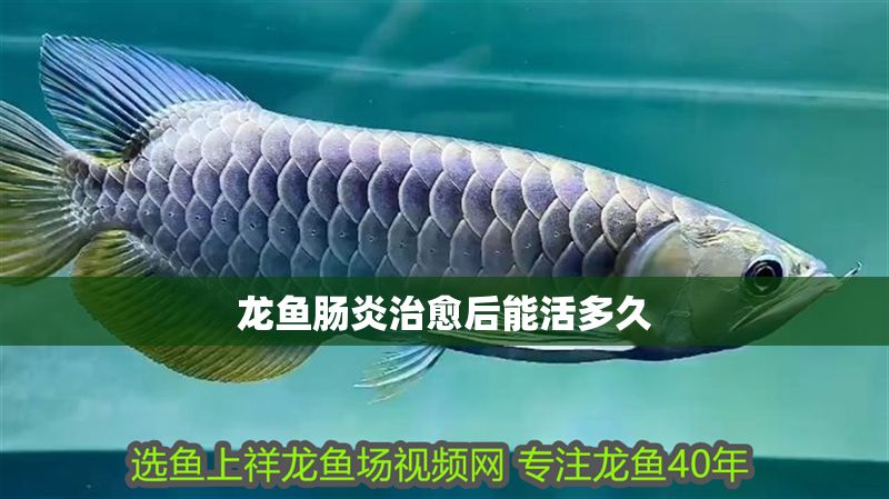 龍魚腸炎治愈后能活多久