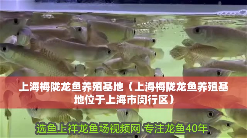 上海梅隴龍魚養殖基地（上海梅隴龍魚養殖基地位于上海市閔行區）