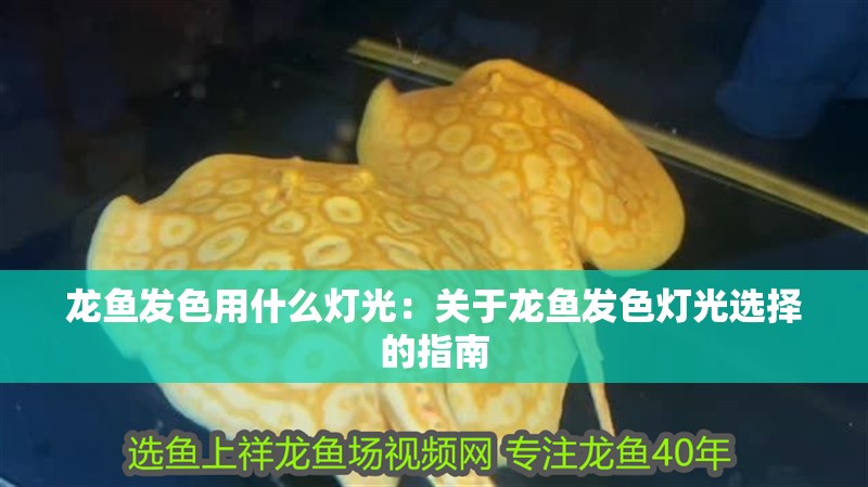 龍魚發(fā)色用什么燈光：關(guān)于龍魚發(fā)色燈光選擇的指南