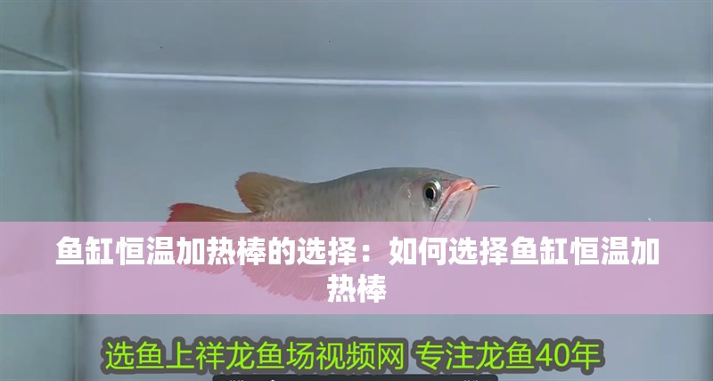 魚缸恒溫加熱棒的選擇：如何選擇魚缸恒溫加熱棒