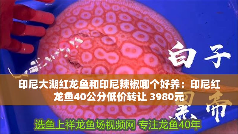 印尼大湖紅龍魚和印尼辣椒哪個好養：印尼紅龍魚40公分低價轉讓 3980元