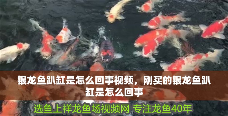 銀龍魚趴缸是怎么回事視頻，剛買的銀龍魚趴缸是怎么回事