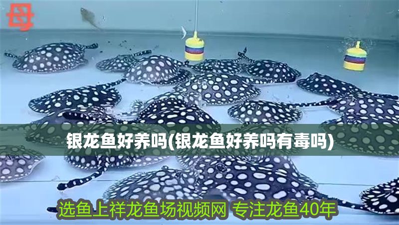 銀龍魚好養(yǎng)嗎(銀龍魚好養(yǎng)嗎有毒嗎)