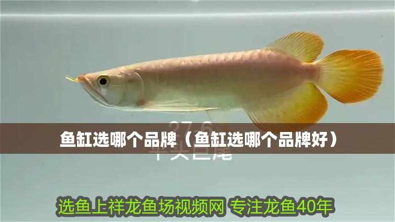 魚缸選哪個品牌（魚缸選哪個品牌好）