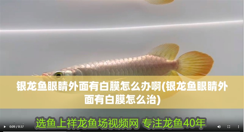 銀龍魚眼睛外面有白膜怎么辦啊(銀龍魚眼睛外面有白膜怎么治)