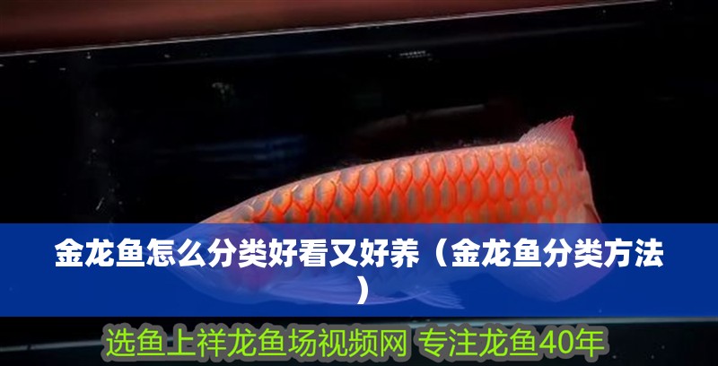 金龍魚怎么分類好看又好養（金龍魚分類方法）
