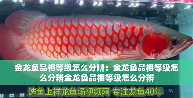 金龍魚品相等級怎么分辨：金龍魚品相等級怎么分辨金龍魚品相等級怎么分辨