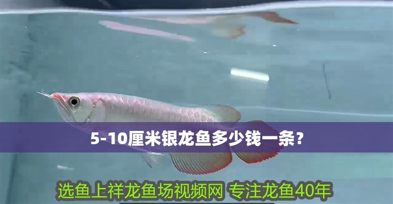 5-10厘米銀龍魚多少錢一條？ 5-10厘米銀龍魚多少錢一條？ 銀龍魚百科