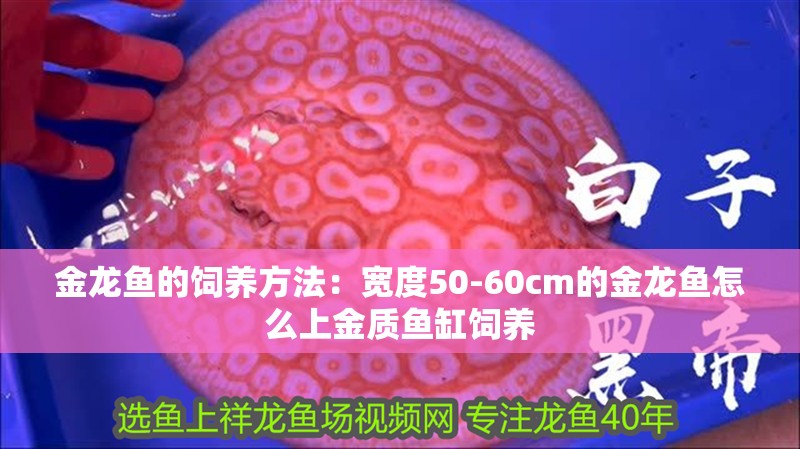 金龍魚的飼養方法：寬度50-60cm的金龍魚怎么上金質魚缸飼養