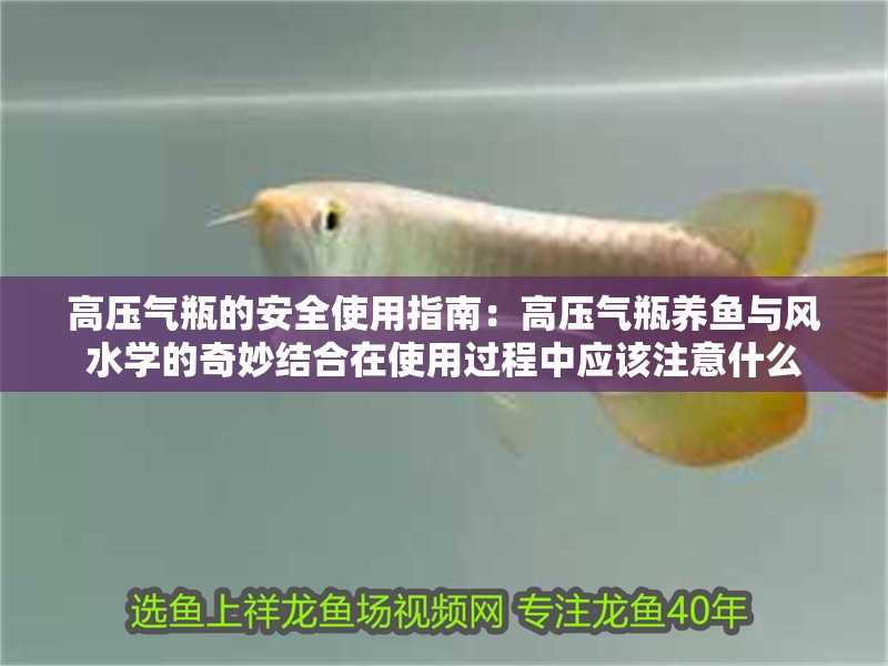我的虎魚真菌感染了要怎么處理 高壓氣瓶的安全使用指南:高壓氣瓶養魚與風水學的奇妙結合在使用過程中應該注意什么 魚缸百科 高壓氣瓶的安全使用指南:高壓氣瓶養魚與風水學的奇妙結合在使用過程中應該注意什么 高壓氣瓶的安全使用指南:高壓氣瓶養魚與風水學的奇妙結合在使用過程中應該注意什么 魚缸百科