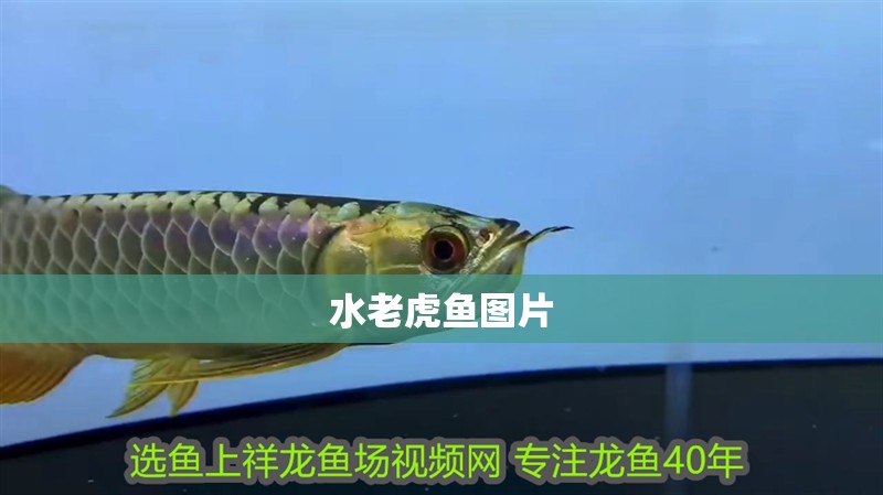 水老虎魚圖片 水老虎魚圖片 龍魚論壇