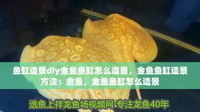 魚缸造景diy金魚魚缸怎么造景，金魚魚缸造景方法：金魚，金魚魚缸怎么造景