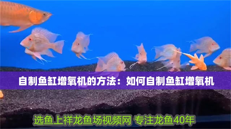 自制魚缸增氧機(jī)的方法：如何自制魚缸增氧機(jī)