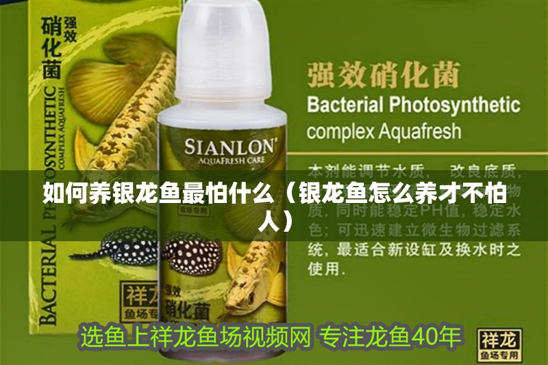 如何養銀龍魚最怕什么（銀龍魚怎么養才不怕人）
