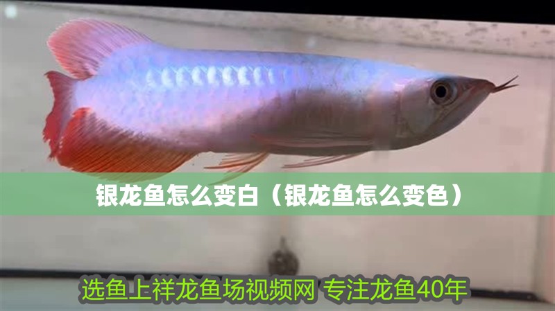 銀龍魚怎么變白（銀龍魚怎么變色）