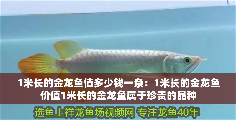 1米長的金龍魚值多少錢一條：1米長的金龍魚價值1米長的金龍魚屬于珍貴的品種