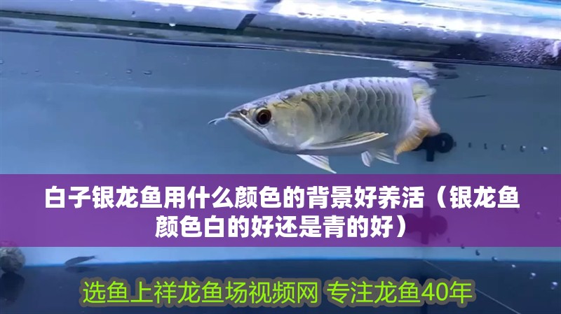 白子銀龍魚用什么顏色的背景好養活（銀龍魚顏色白的好還是青的好）