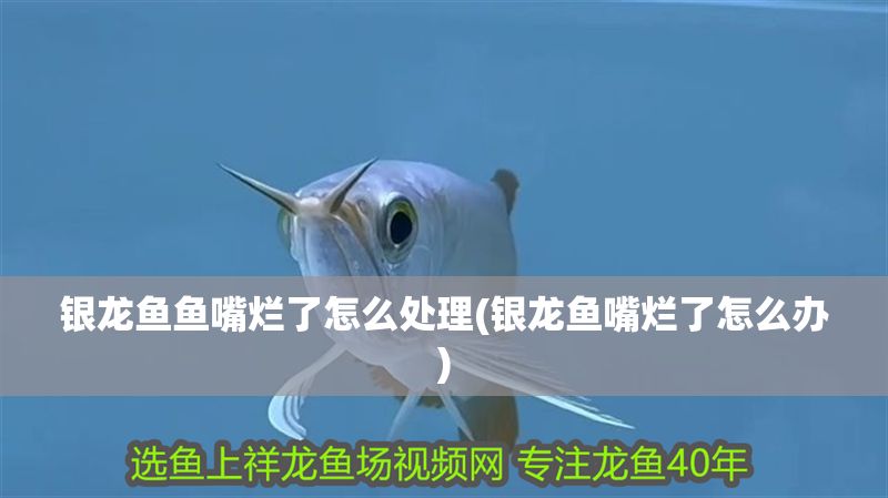 銀龍魚魚嘴爛了怎么處理(銀龍魚嘴爛了怎么辦)