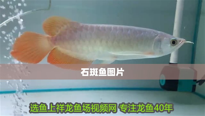石斑魚圖片