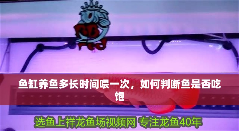 魚缸養魚多長時間喂一次，如何判斷魚是否吃飽