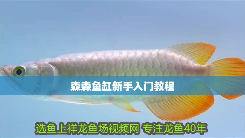 森森魚缸新手入門教程