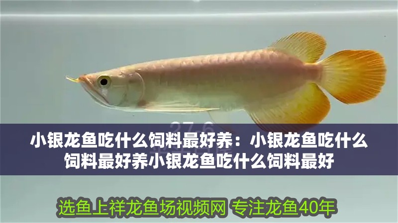 小銀龍魚吃什么飼料最好養：小銀龍魚吃什么飼料最好養小銀龍魚吃什么飼料最好