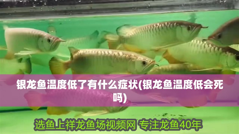 銀龍魚溫度低了有什么癥狀(銀龍魚溫度低會死嗎)