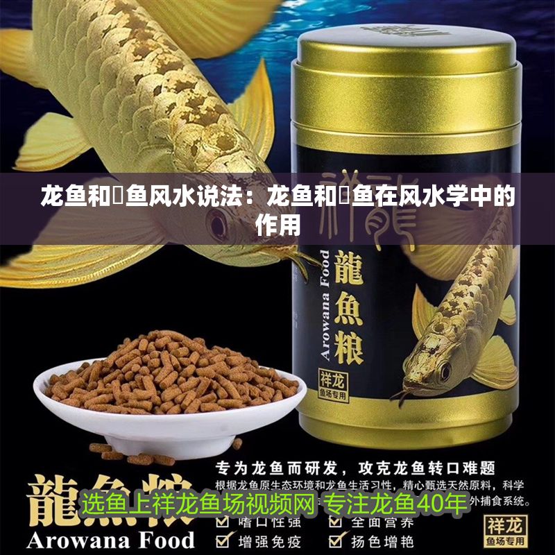 龍魚和魟魚風水說法：龍魚和魟魚在風水學中的作用