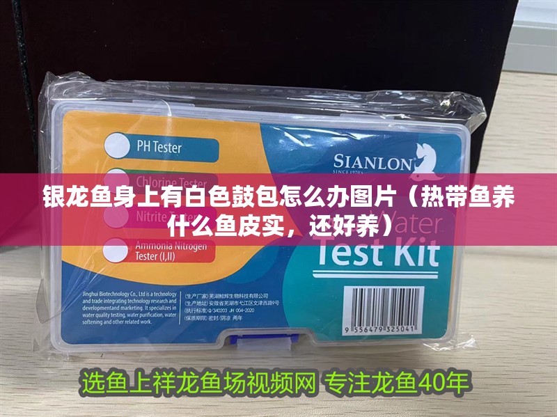 銀龍魚身上有白色鼓包怎么辦圖片（熱帶魚養什么魚皮實，還好養）
