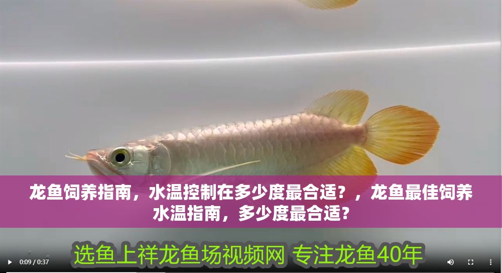 龍魚飼養指南，水溫控制在多少度最合適？，龍魚最佳飼養水溫指南，多少度最合適？