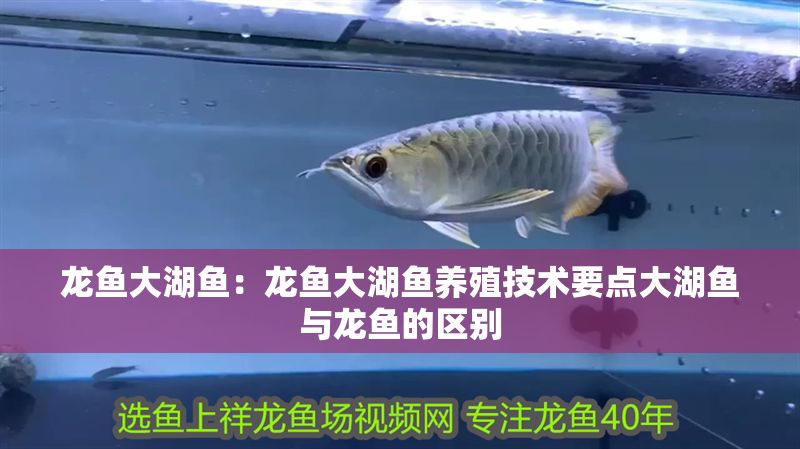 龍魚大湖魚：龍魚大湖魚養(yǎng)殖技術(shù)要點(diǎn)大湖魚與龍魚的區(qū)別