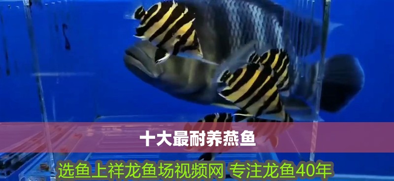 十大最耐養燕魚